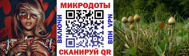 Галлюциногенные грибы Psilocybe Балтийск